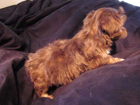 havanese-breeders-in-utah